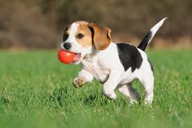 Sessione di biorisonanza per cane